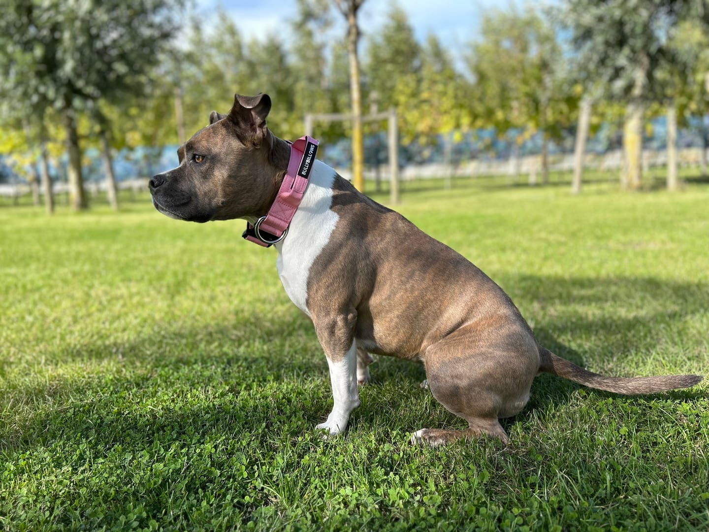 Customer photo review of 4cm Combat® Collar | Handle & Rated Clip - Pink