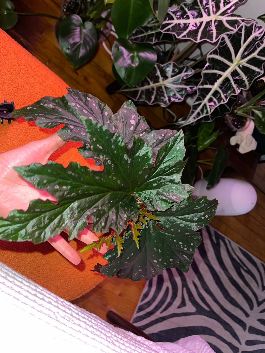 Customer photo review of Begonia 'Pink Spot Lucerne'