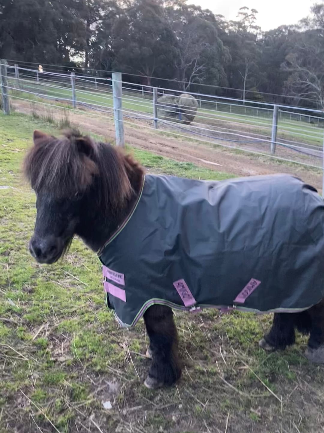 Customer photo review of Amigo Hero Ripstop Pony Lite