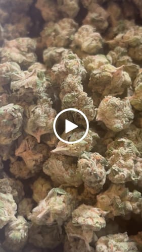 Customer video review of Blueberry Lemon Bars - Bulk Littles - Hybrid