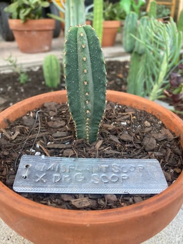 Customer photo review of Trichocereus Scopulicola | Spineless San Pedro Cactus