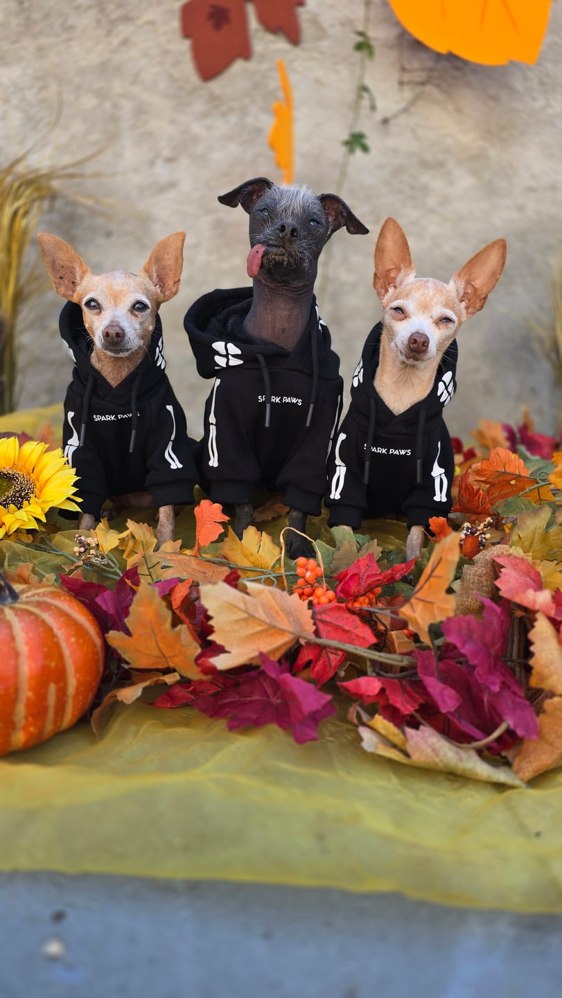 Customer photo review of Halloween Dog Hoodie - Reflective Skeleton