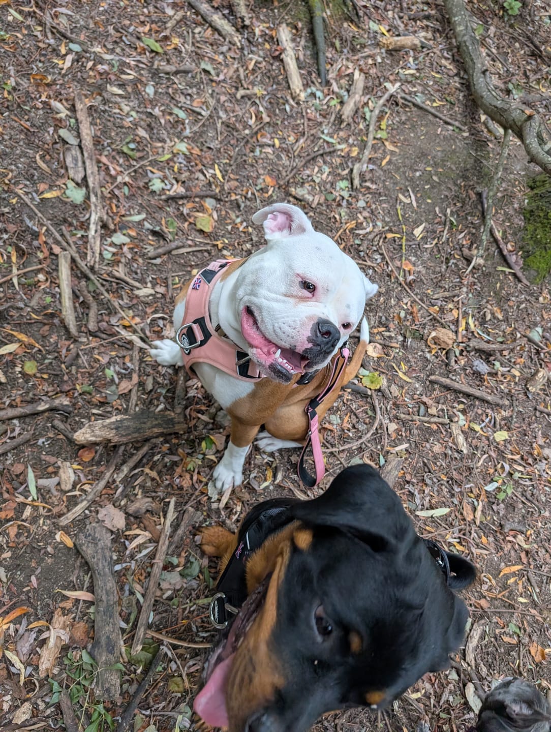 Customer photo review of Anti Pull Hurricane Harness - With Handle - Pink