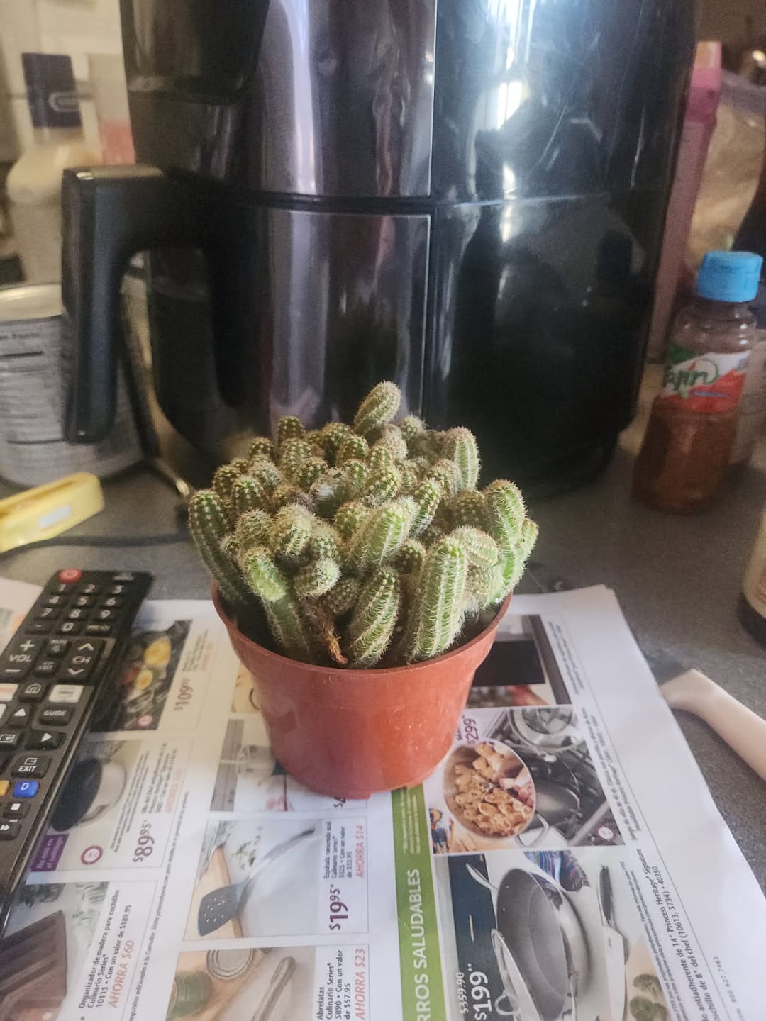 Customer photo review of Echinopsis Chamaecereus - Peanut Cactus