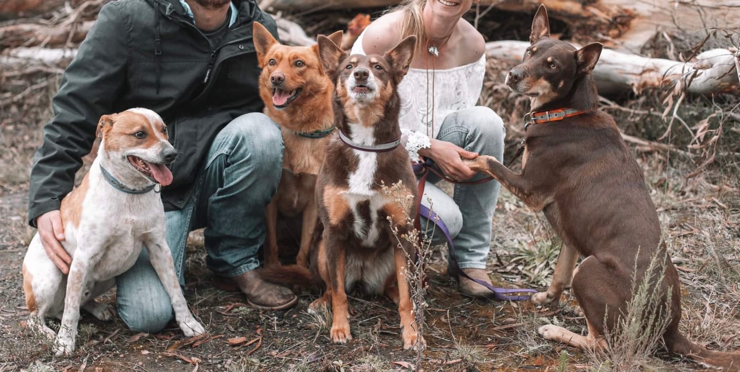 Customer photo review of Canine Joint Plus™️ 500g
