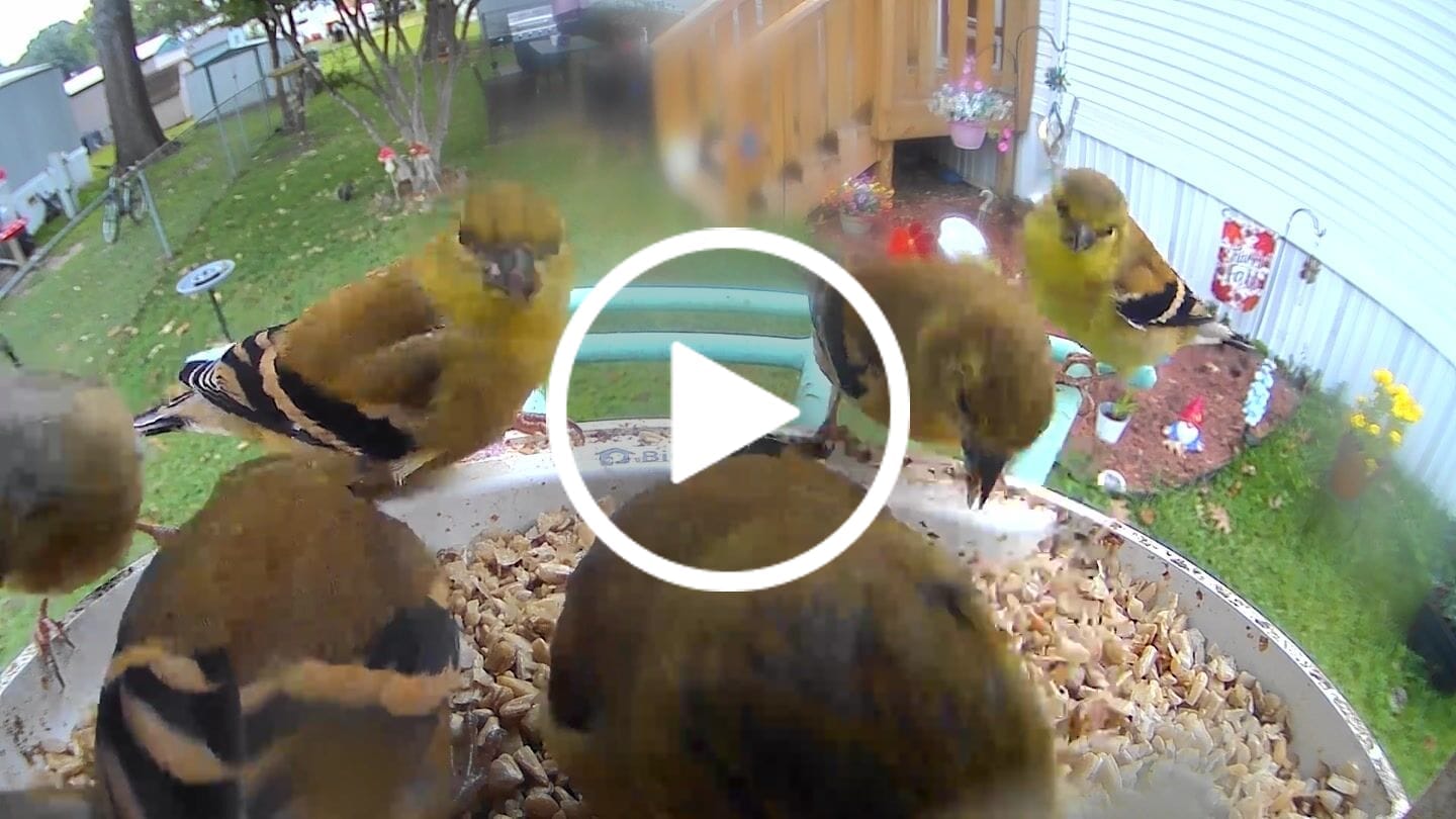 Customer video review of Birdfy Feeder - AI-Powered Smart Bird Feeder with Camera