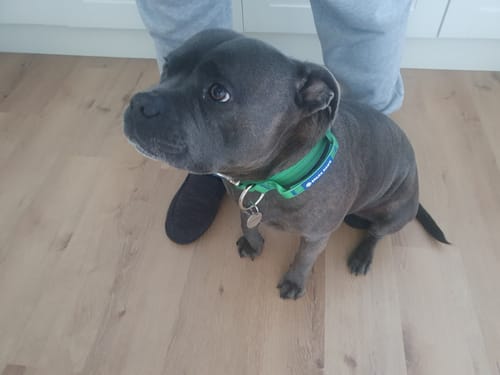 Customer photo review of Comfort Control Collar - Lime Wave