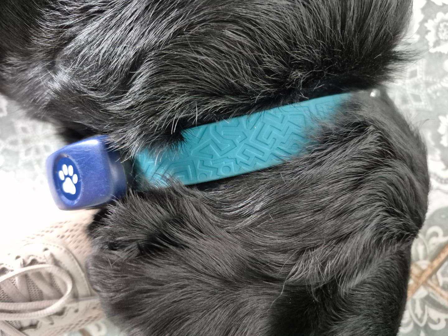 Customer photo review of Tidal Waterproof Collar