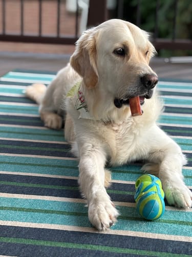 Customer photo review of 6 Inch Monster Bully Stick