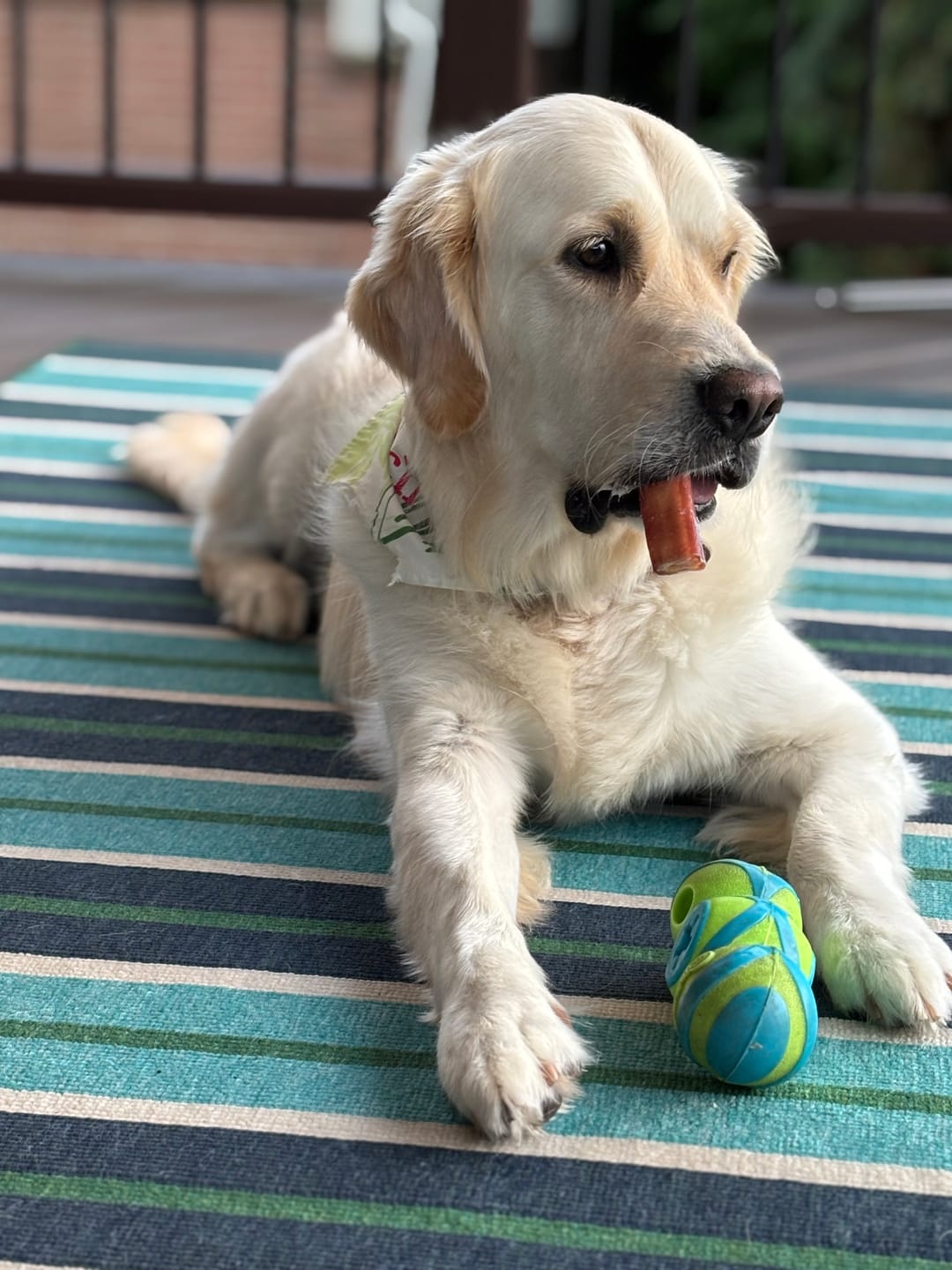 Customer photo review of 6 Inch Monster Bully Stick