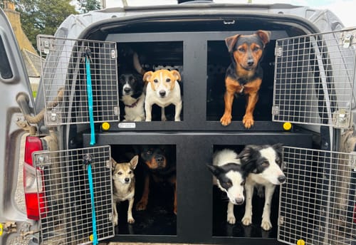 Customer photo review of Dog Van Kit | Vauxhall Combo | 2019-Present | Double stack | DT VS1