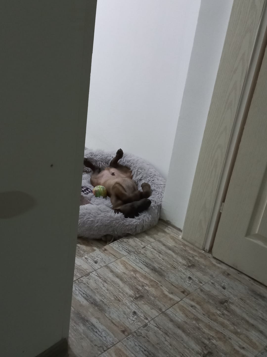 Customer photo review of Umirujući Krevet za Pse