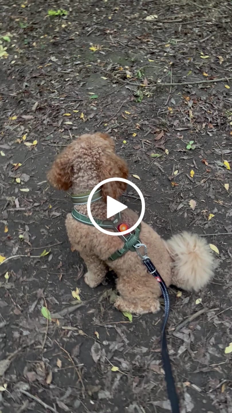 Customer video review of TrekBright® Dog Safety Light