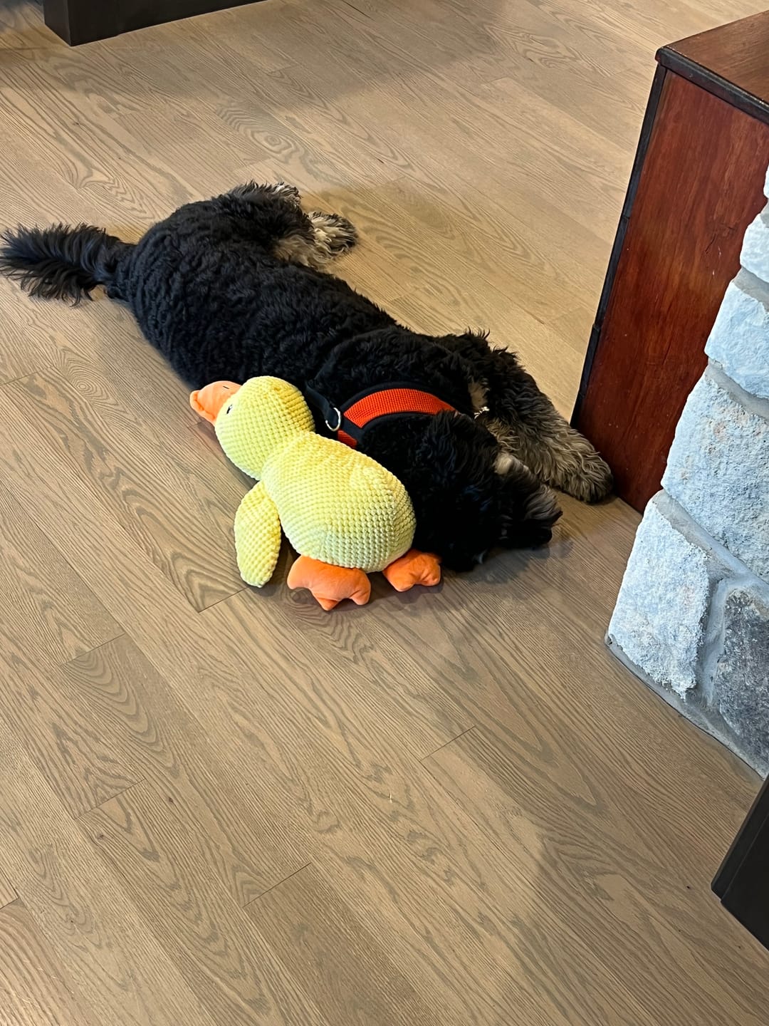 Customer photo review of Calming Duck