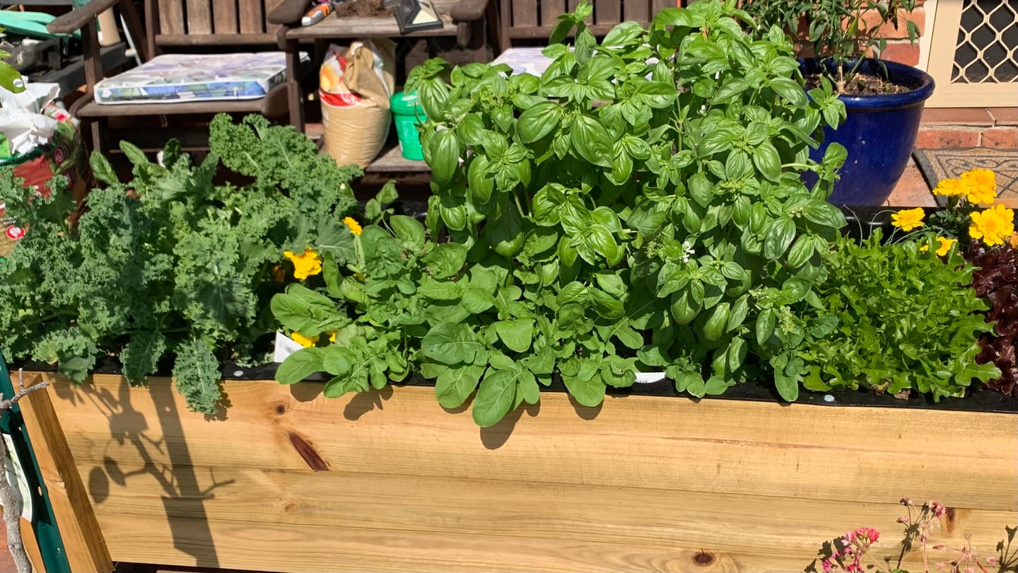 Customer photo review of LARGE Planter Box on Wheels - Timber 157x60x50cm(h)