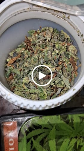 Customer video review of Exotic Shake