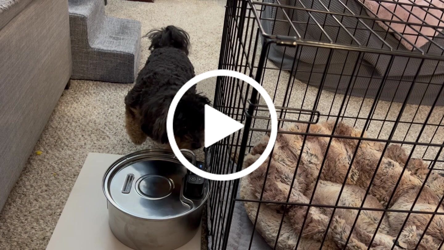 Customer video review of Pawdrate™ Filtered Water Fountain (Battery Version)