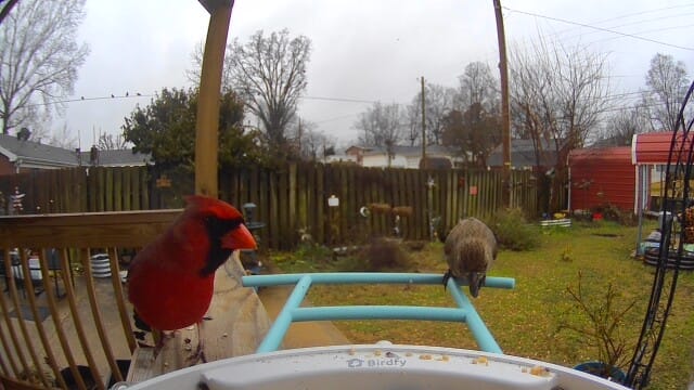 Customer photo review of Birdfy Feeder - AI-Powered Smart Bird Feeder with Camera