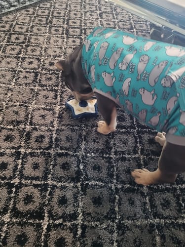 Customer photo review of FreezStar - Long-Lasting Star Chew