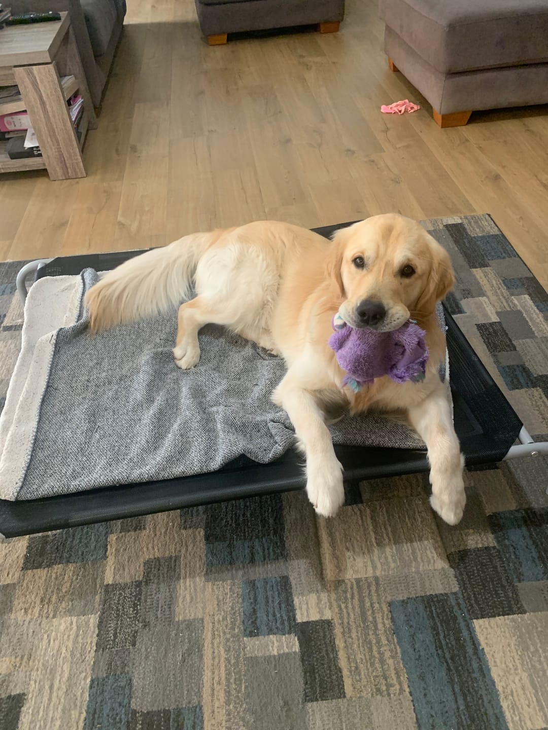 Customer photo review of Outdoor Dog Bed - Pet Trampoline