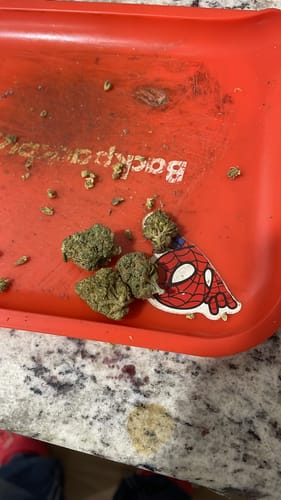 Customer photo review of Black Velvet - Indoor THCA (Full Size)