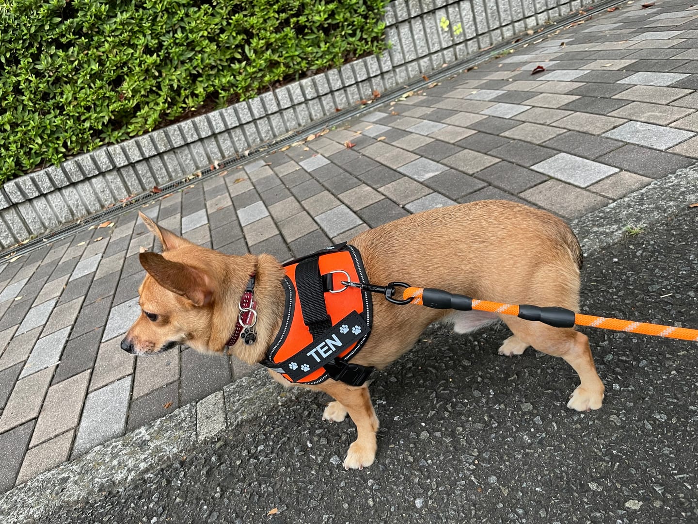 Customer photo review of 【プレミアム版】FunFunPet 高機能ハーネス （お名前タグ作成サービス付き）