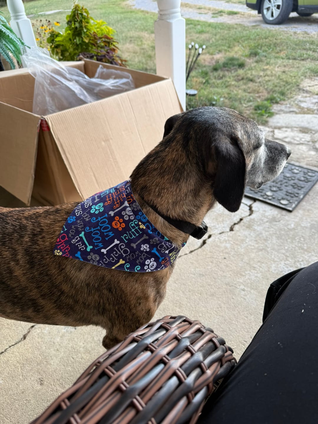 Customer photo review of Navy Bow Wow Snap-On Dog Bandana