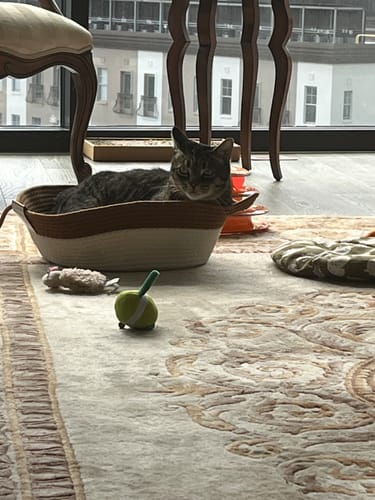 Customer photo review of Instinct Basket | Handwoven & Chemical-Free Cat Territory