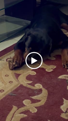 Customer video review of Smoked Beef Marrow Bone