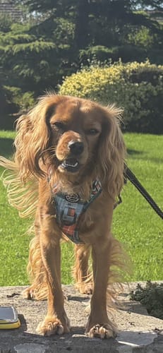 Customer photo review of Tough Trails™ Harness - Harvest Plaid