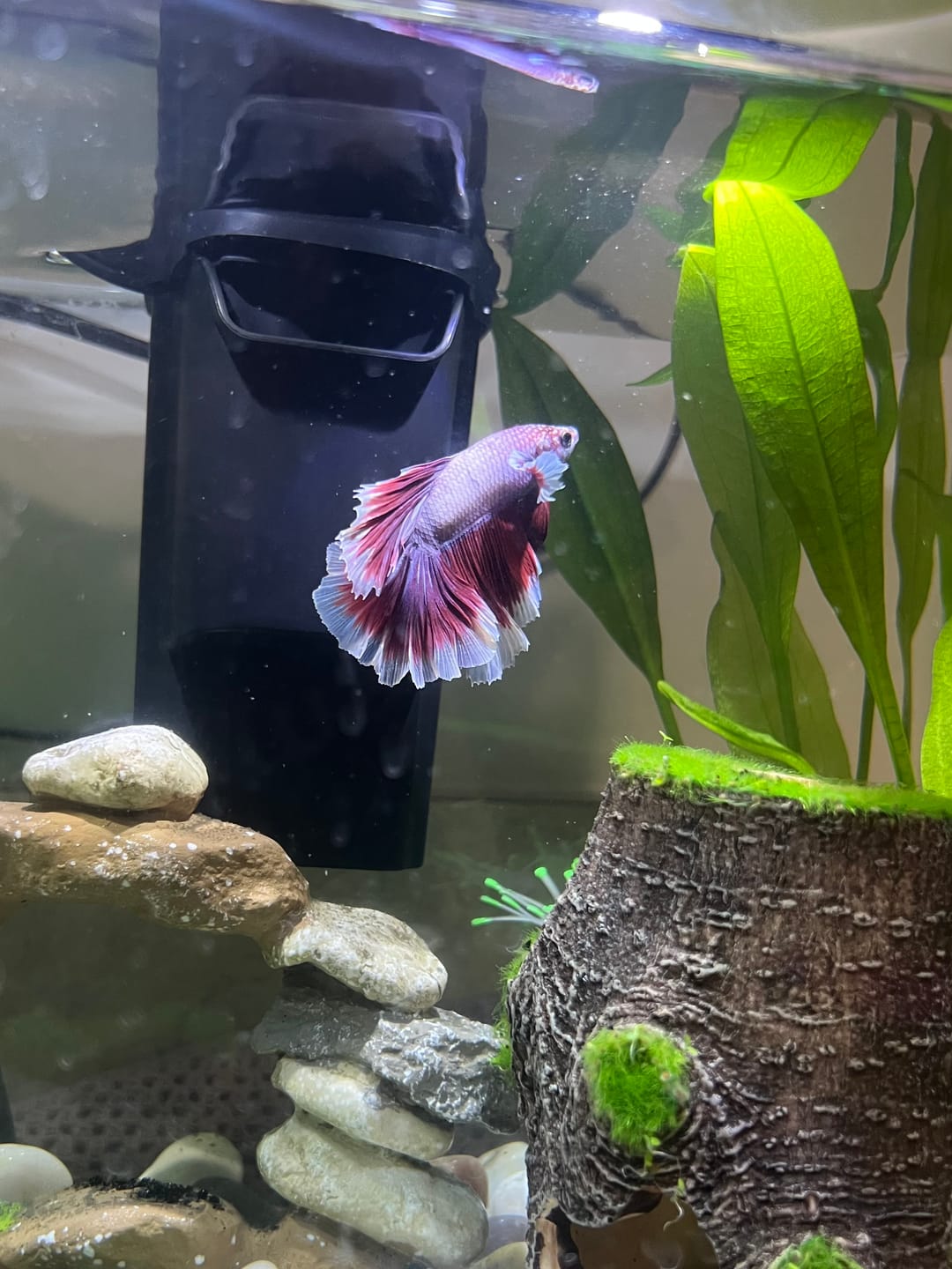 Customer photo review of Dumbo Lavender Halfmoon Male Betta Fish
