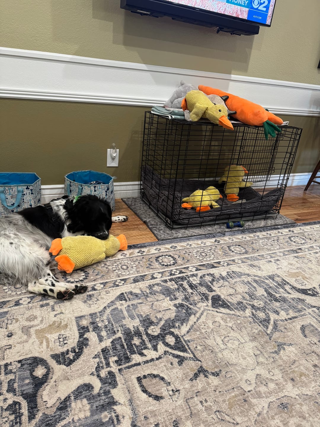Customer photo review of Calming Duck