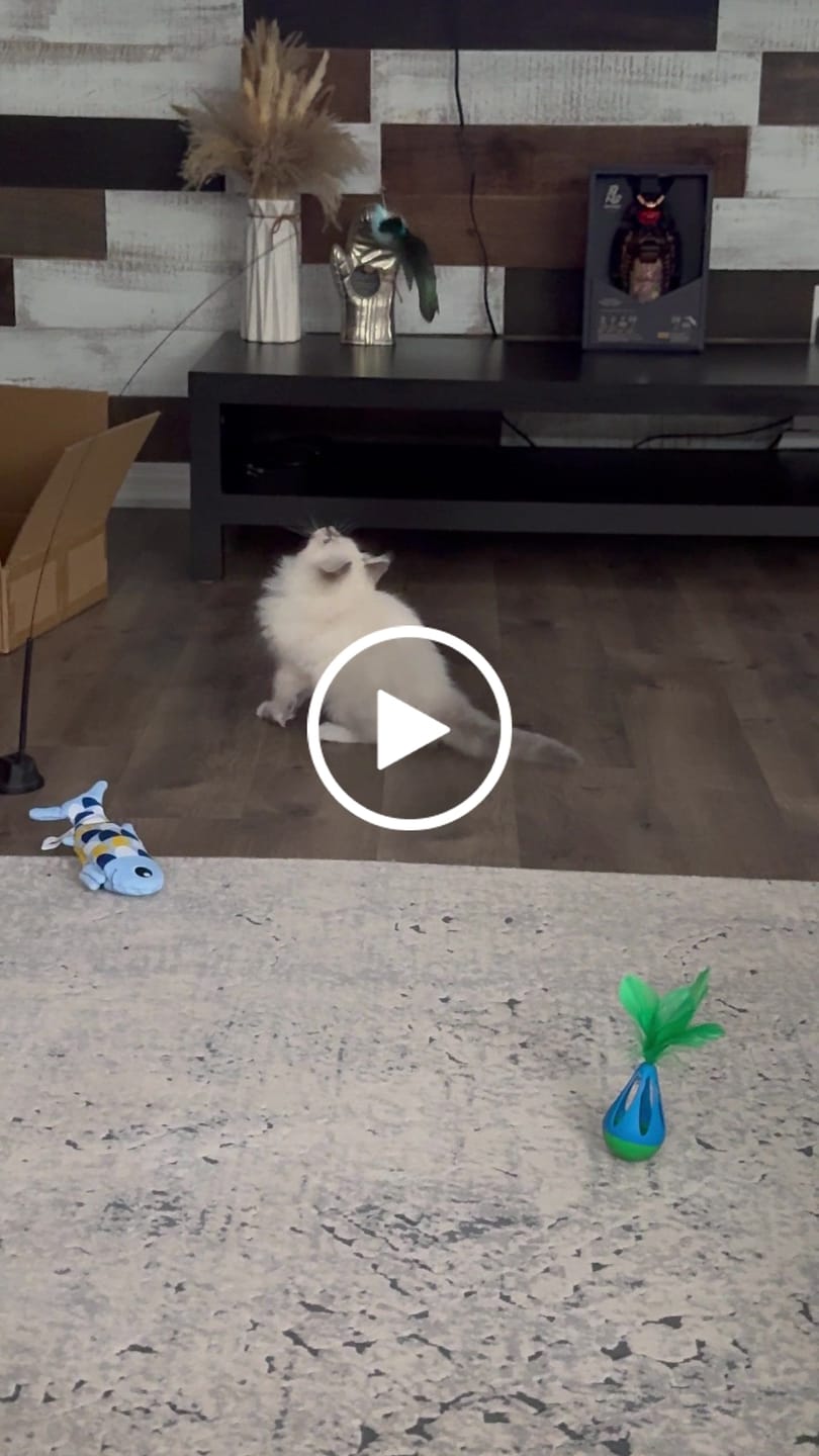 Customer video review of Interactive Bird Simulation Cat Toy Set | Leo's Paw