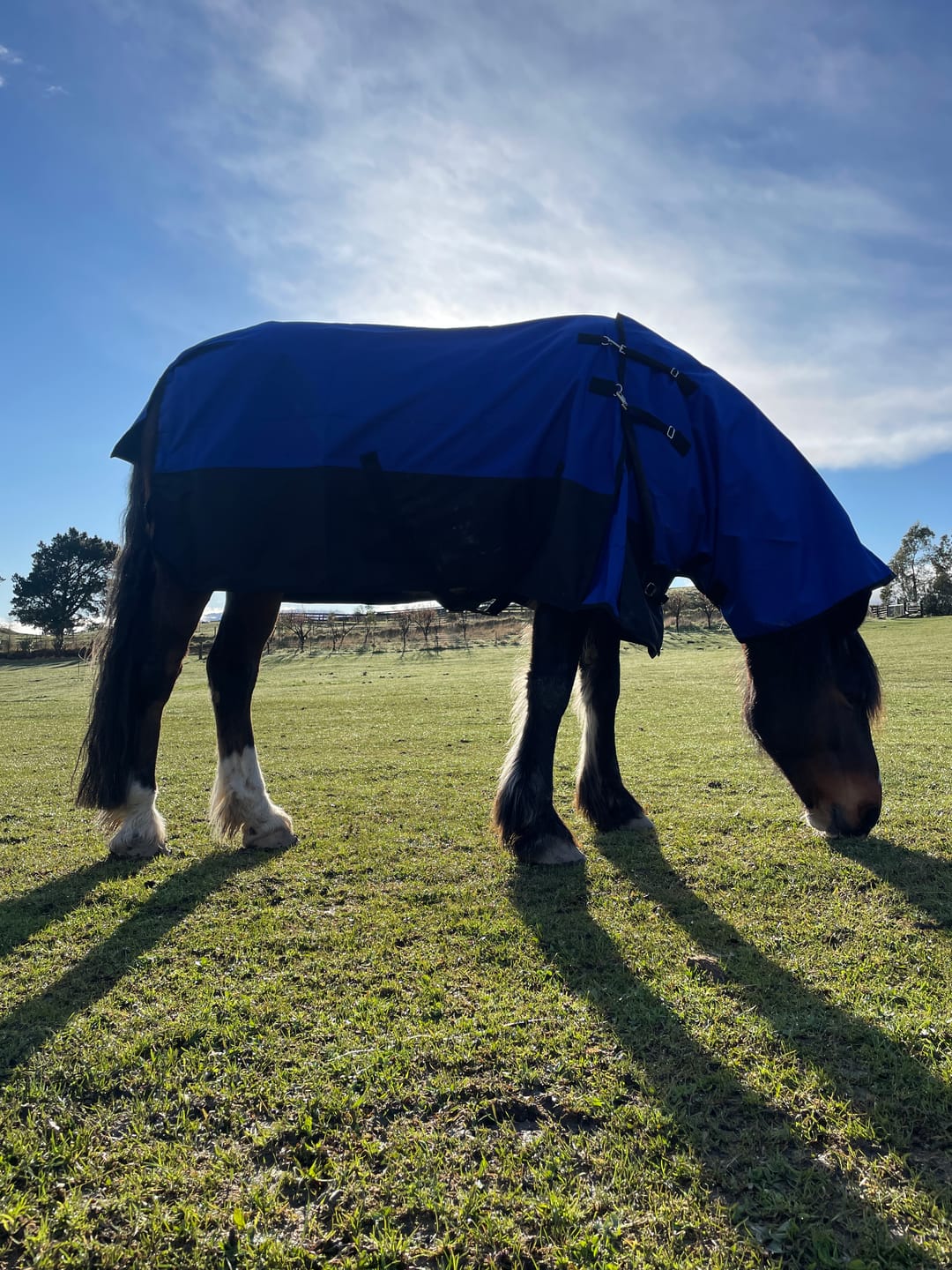 Customer photo review of NZ Tack Duke 1200d Detacha-neck
