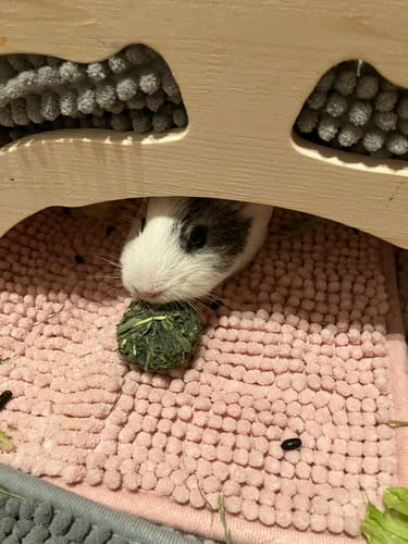 Customer photo review of 🌿Snack Balls Premium – Hanf - kleine Leckerbissen