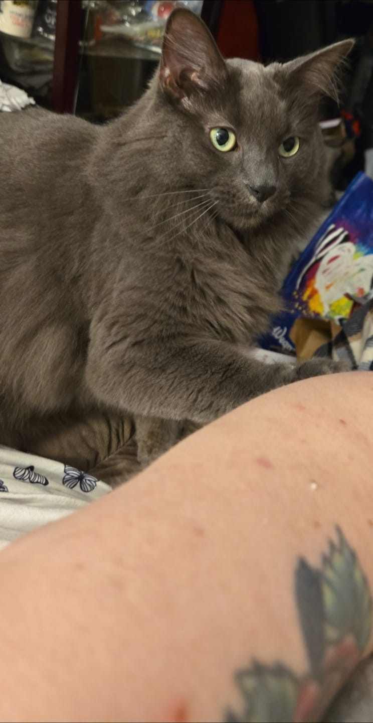 Customer photo review of Cat Weight Gain + Hyperthyroidism Support Remedy