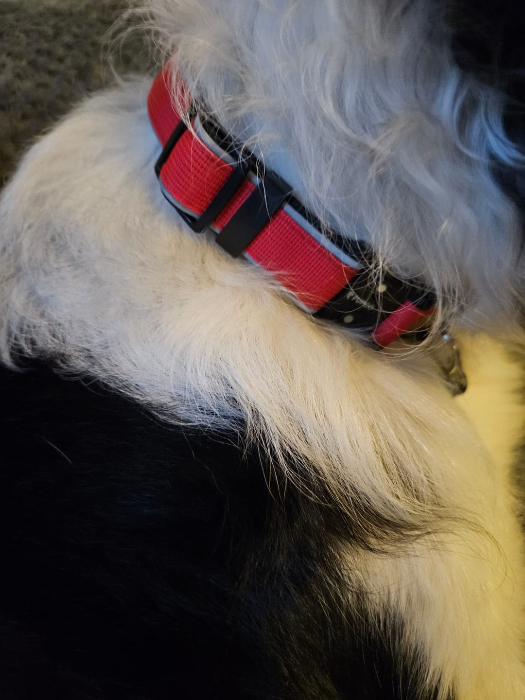 Customer photo review of Reflective tactical collar - Red