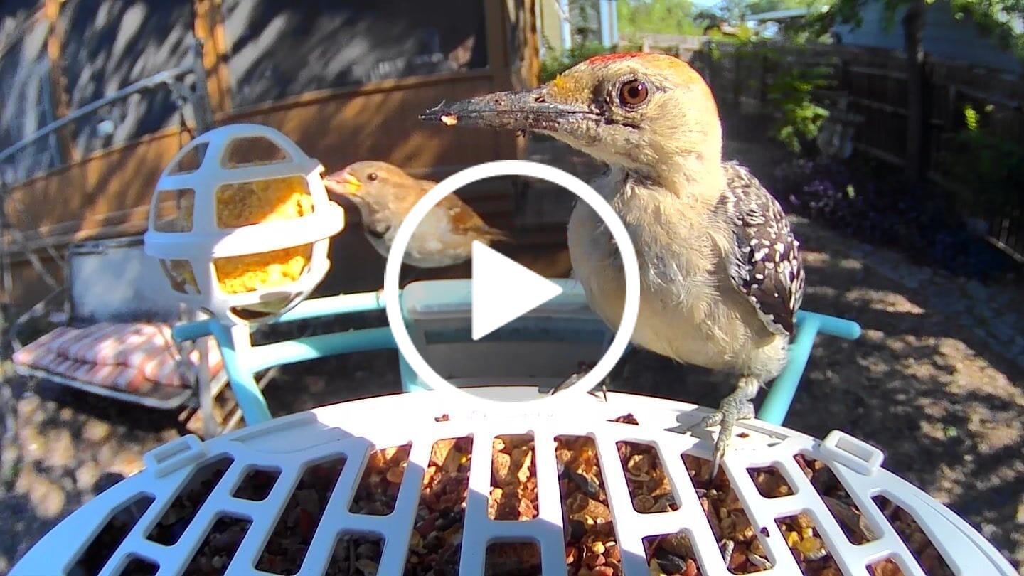 Customer video review of Birdfy Feeder - AI-Powered Smart Bird Feeder with Camera