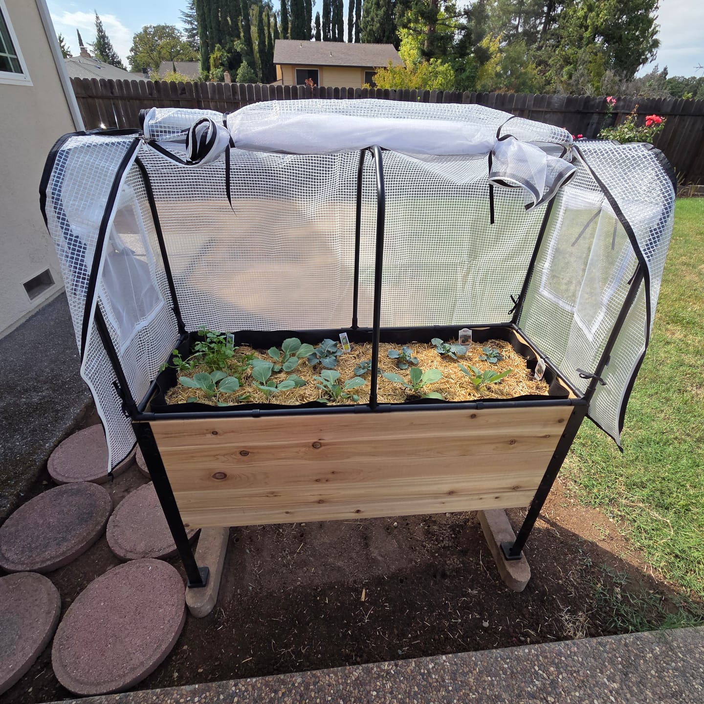 Customer photo review of Greenhouse Cover