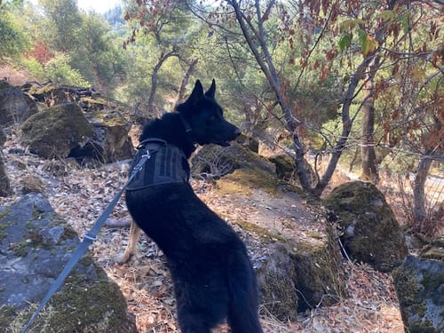 Customer photo review of Classic Heavy-Duty Tactical No-Pull Team K9™ Dog Harness With Front & Back D-Rings, Quick-Release Metal-Buckles, Hook & Loop Panels, & Top Handle