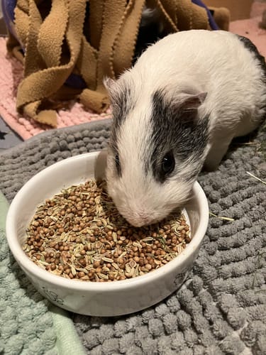 Customer photo review of ❄️ Saatenmischung „Winterzauber“ – wohltuend & kraftvoll für die kalte Jahreszeit