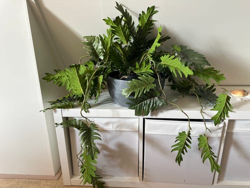 Customer photo review of Philodendron Kunst Hangplant 95cm