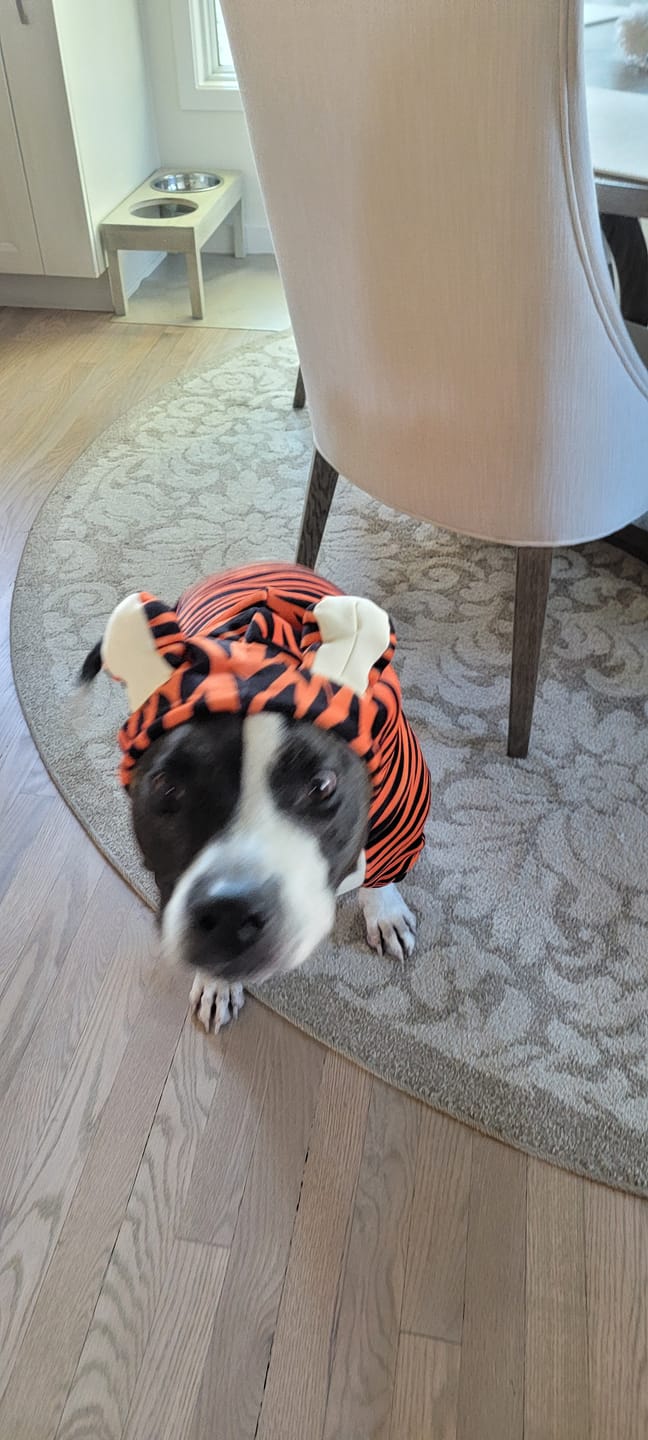 Customer photo review of Halloween Dog Hoodie - Tiger