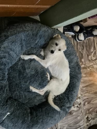 Customer photo review of Cama Antiestrés para Perros