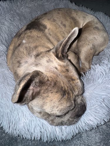 Customer photo review of Puppery Hundebett Wolke 7 - Das Original