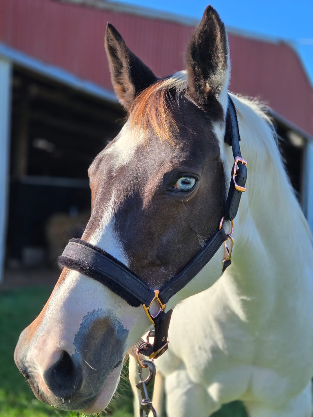 Customer photo review of Fantasia's Sparkle-Hybrid Halter