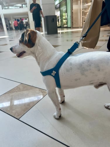 Customer photo review of Boneflex Harness Silver