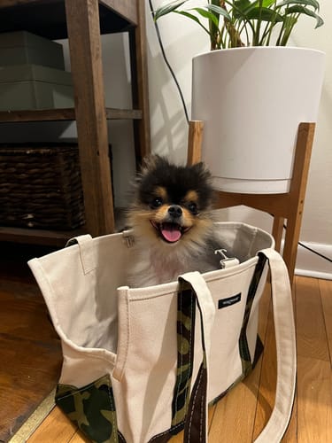 Customer photo review of Boat Canvas Carrier - Classic