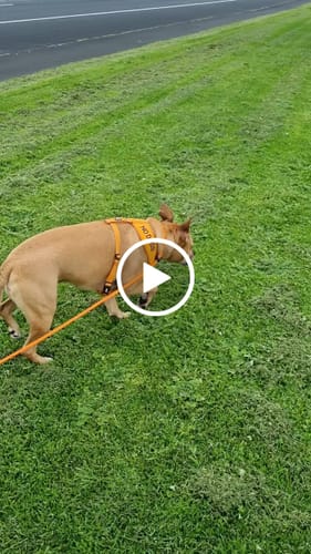 Linda B. review of Soft Rope *Long Line* Slip image 1 out of 1