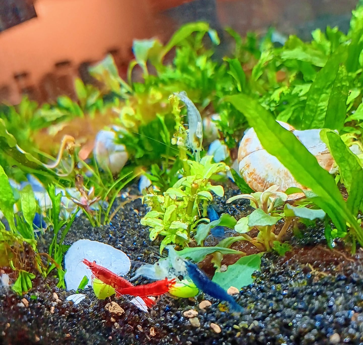 Customer photo review of Fourth Of July Shrimp Pack